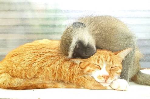 A safe haven for all animals in need