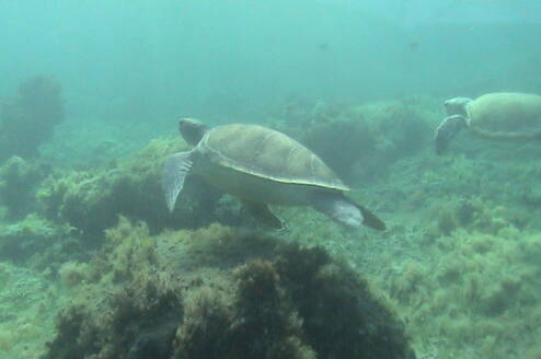 Green sea turtle swimming in Kefalonia