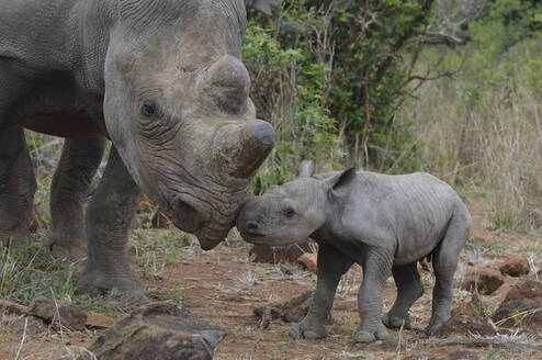 Hands-on rhino conservation