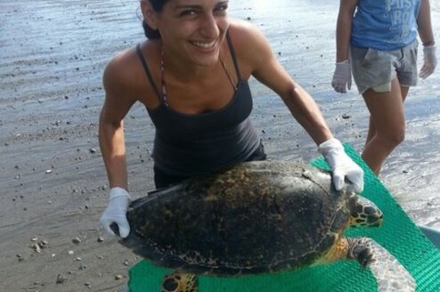 Baby Sea Turtle Conservation, Costa Rica Thumbnail