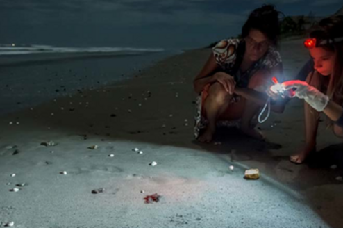 A Broader View: Volunteer with Sea Turtles in Costa Rica Thumbnail