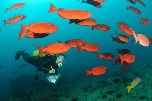 Marine volunteering Mozambique