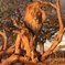 One of our Male Lions sitting in a tree