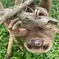 Two-Toed Sloth at Rescue Center Costa Rica