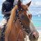 Horse on the beach 