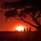 maasai warriors at sunset in maasai mara