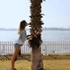 Palm tree