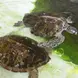 Turtles waiting to be bathed