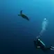 Lisa-Mae Mercorella diving in the ocean with a turtle