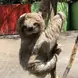 Sloth