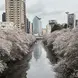 Image of cherry blossoms in bloom in Japan
