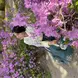 Marlene in traditional South Korean clothing beneath purple flowers