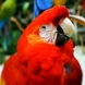 guacamaya.jpg Thumbnail