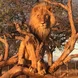 One of our Male Lions sitting in a tree
