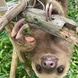 Two-Toed Sloth at Rescue Center Costa Rica