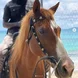Horse on the beach