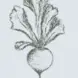 The Culinary Farm