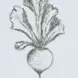 The Culinary Farm