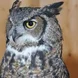 Wol