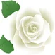 The White Rose Organization