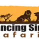 Dancing Simba Safaris