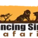 Dancing Simba Safaris