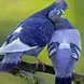 Friendly In uniossom   Doves