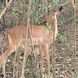 African animal