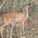 African animal