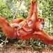 Orangutan Responsible Tour Sumatra Thumbnail