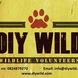 DIY Wild Wildlife and Rehabilitation Centre Thumbnail