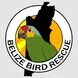Belize Bird Rescue Thumbnail