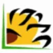 Balkan Sunflowers Thumbnail