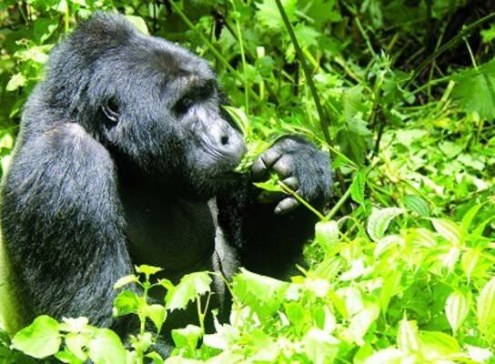 Gorilla Trekking
