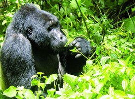 Gorilla Trekking