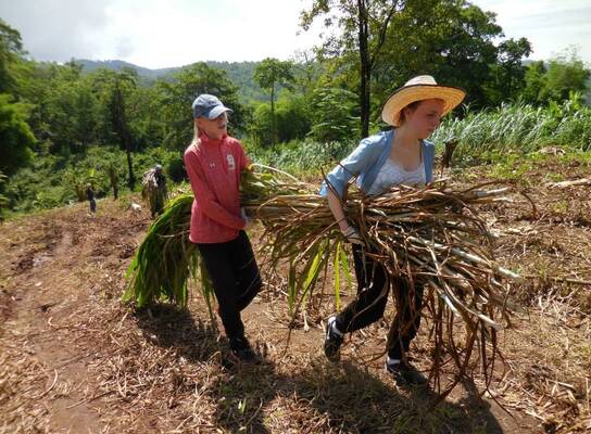 Cutting grass for elephants Thailand