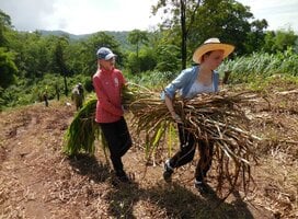 Cutting grass for elephants Thailand