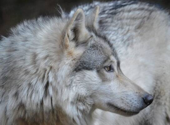 Wolves