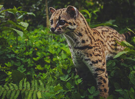 Volunteer with the margay in the Amazon.