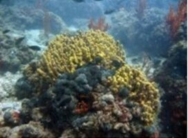 coral reefs
