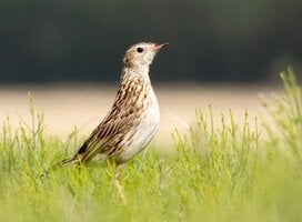 pipit