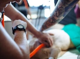 Assist at a dog rescue clinic