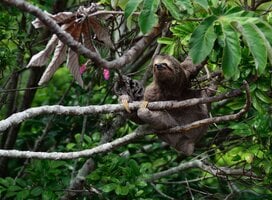 Planet One World, volunteering, sloth, Costa Rica