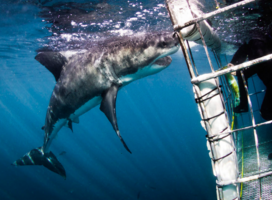 Volunteer White Shark Diving Company
