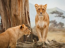 Wildlife conservation volunteering in South Africa