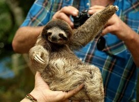 Sloth in Costa Rica