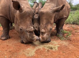 Our Rhinos