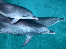 Bahamas: Dolphin Volunteer Research Program
