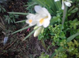 Psychotropic Plants Diploma Alquimia