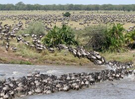 Serengeti Migration